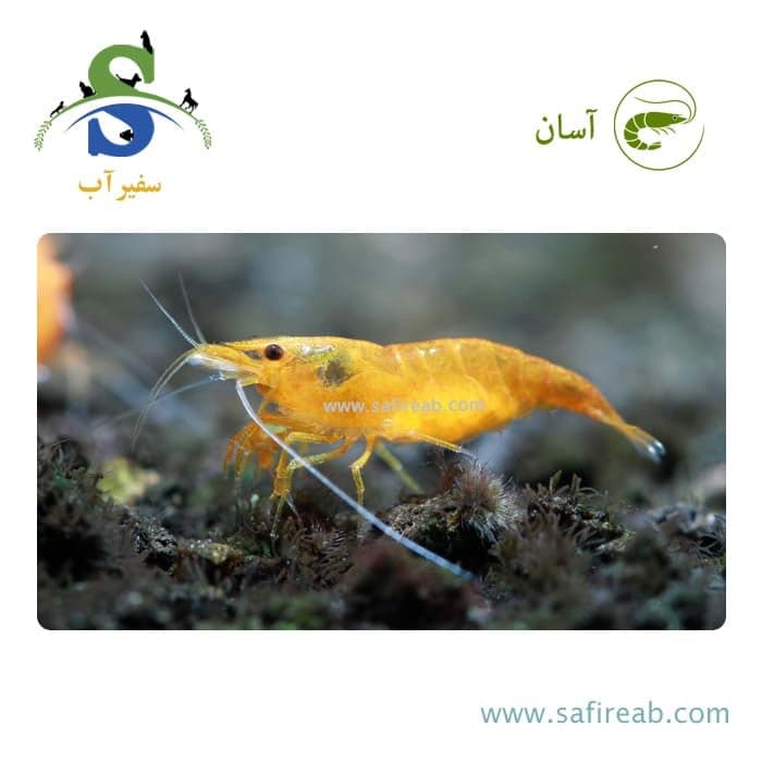 میگو نارنجی (پک چند عددی)