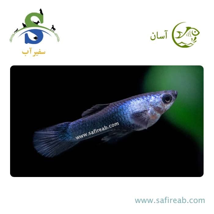 ماهی گوپی پاندا (پک چند عددی)