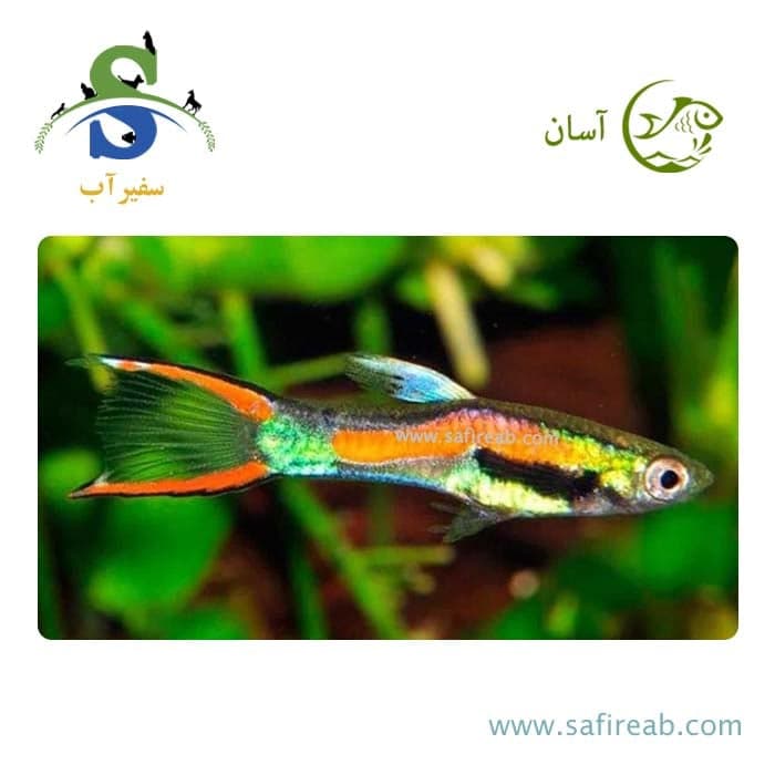 ماهی گوپی اندلر (پک چند عددی)