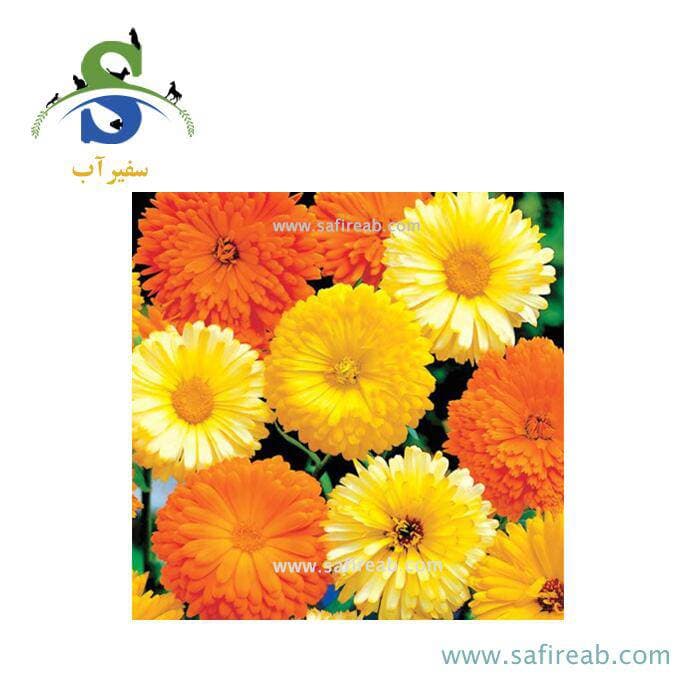بذر گل همیشه بهار الوان