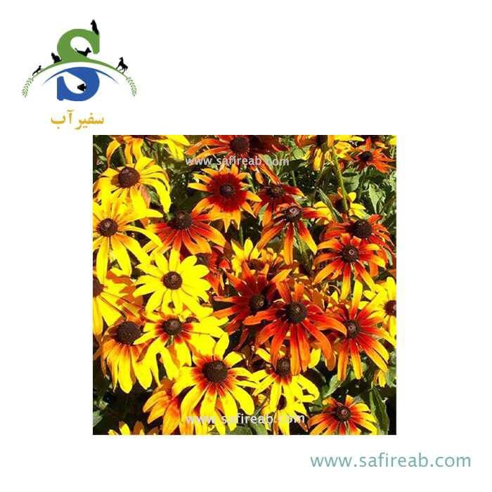 بذر گل کوکب کوهی الوان