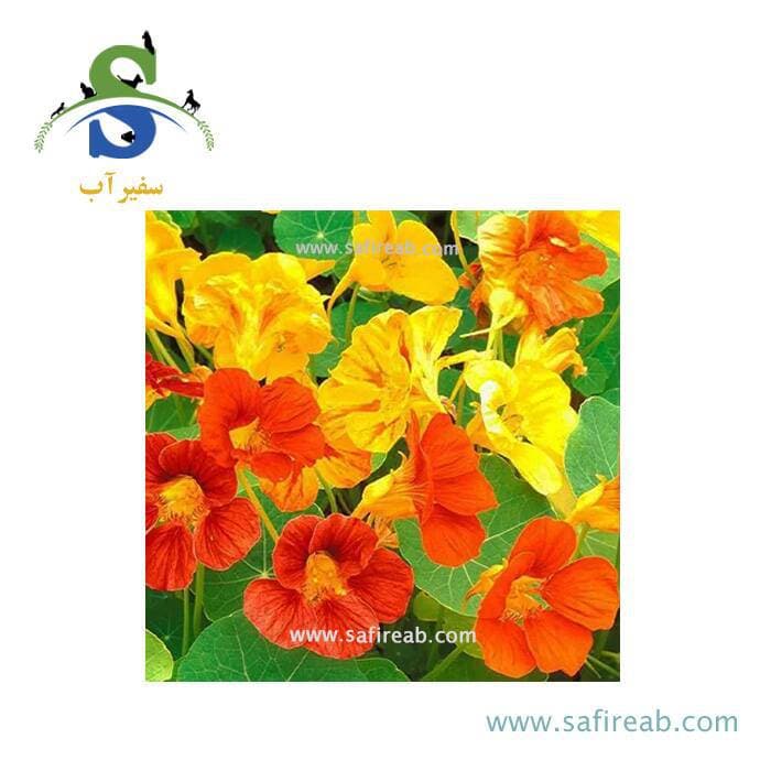 بذر گل لادن پاکوتاه الوان