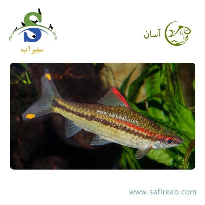 ماهی ردلاین بارب (پک چند عددی)