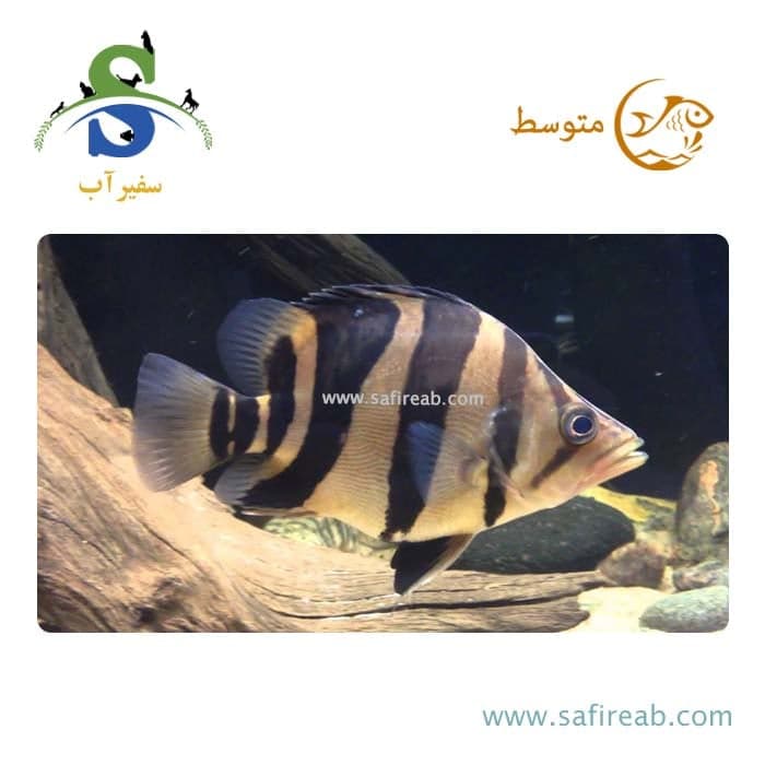 ماهی سوماترا