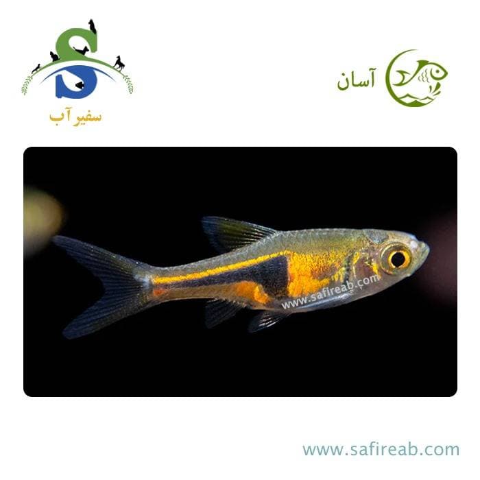 ماهی رازبورا اسپی (لمبچاپ) (پک چند عددی)