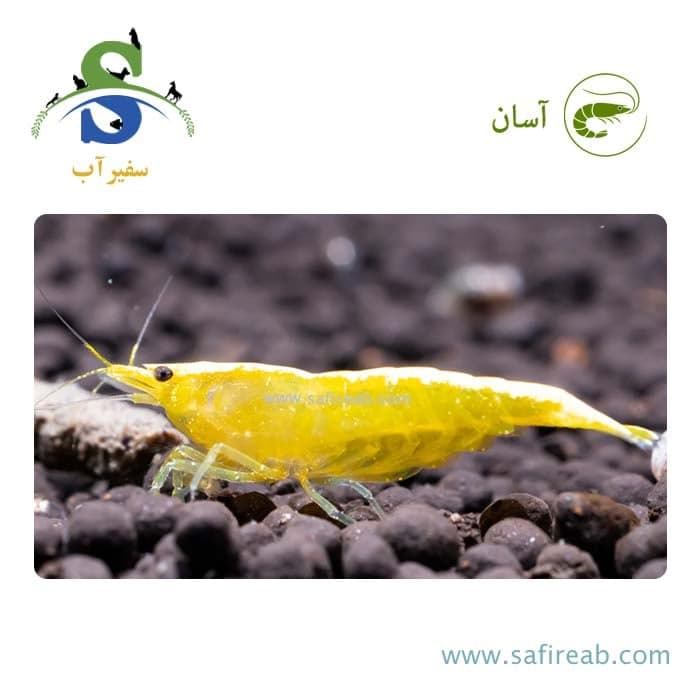 میگو یلو گلدن (پک چند عددی)