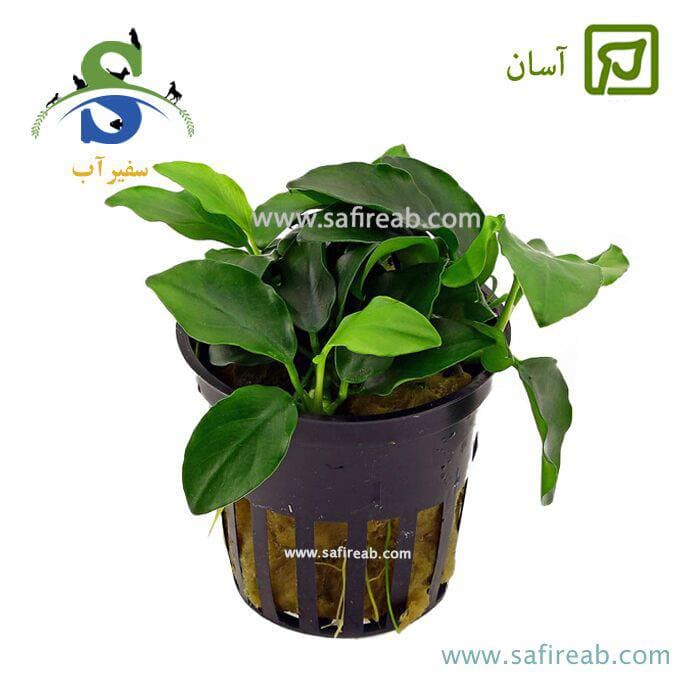 آنوبیاس نانا پتیت سایز متوسط