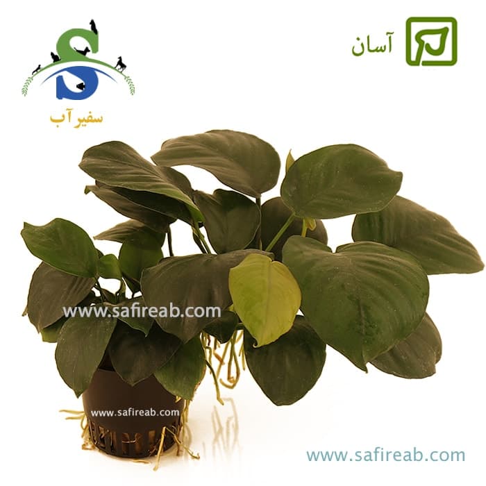 آنوبیاس بارتری وار بارتری براود لیف سایز 5xl خیلی بزرگ