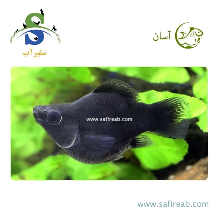 ماهی مولی بالن مشکی (پک چند عددی)