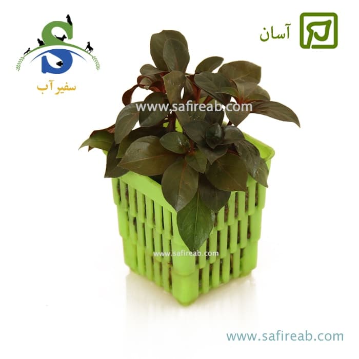 لودویجیا پرونسیس دیامور