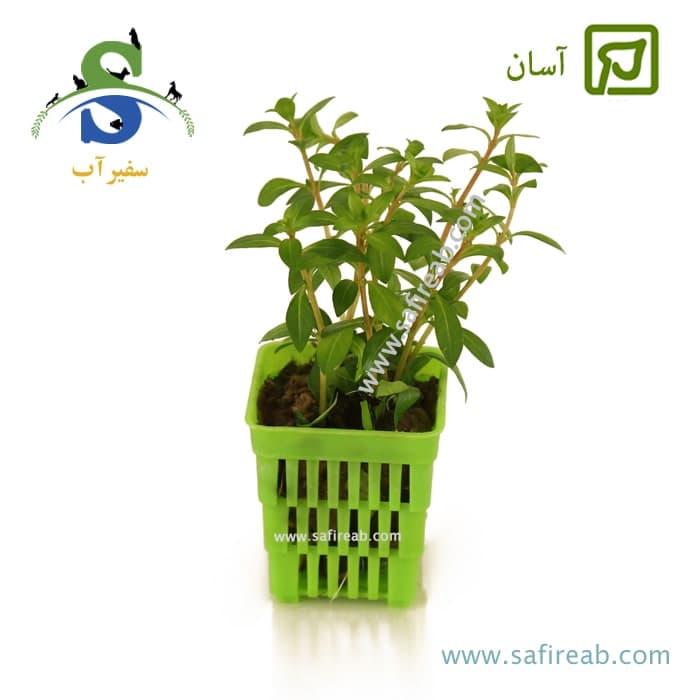 لودویجیا ریپنس