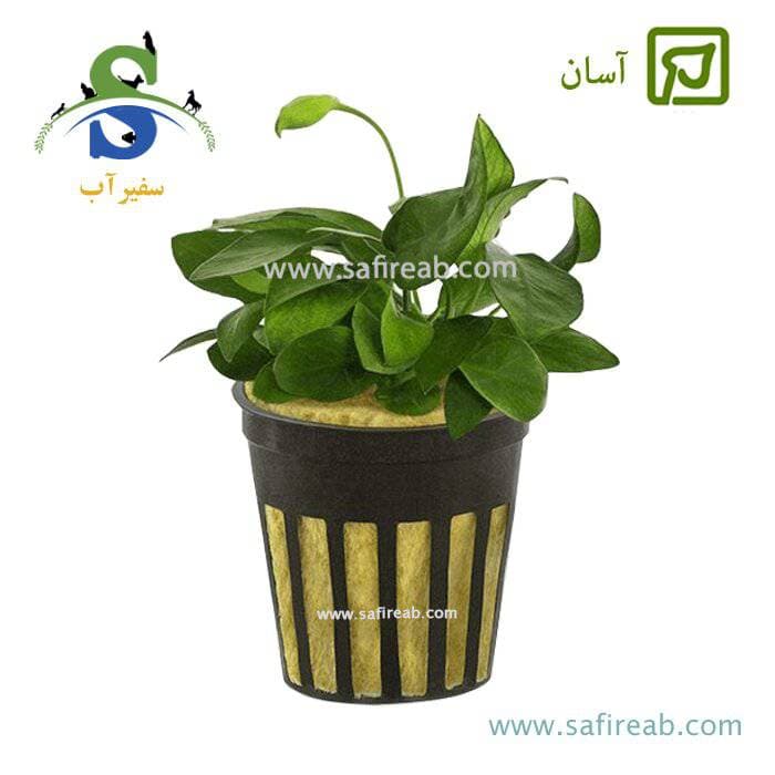 آنوبیاس بارتری نانا سایز متوسط