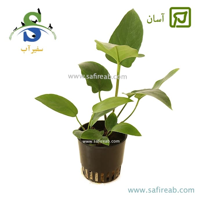 آنوبیاس هاستی فولیا سایز خیلی بزرگ