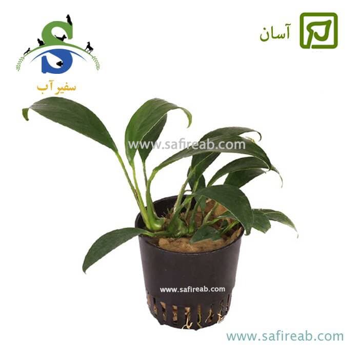 آنوبیاس کانجنسیس سایز بزرگ