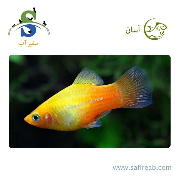 ماهی پلاتی سان ست (پک چند عددی)