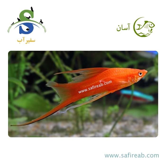 ماهی سواردتیل (دم شمشیری) قرمز (پک چند عددی)