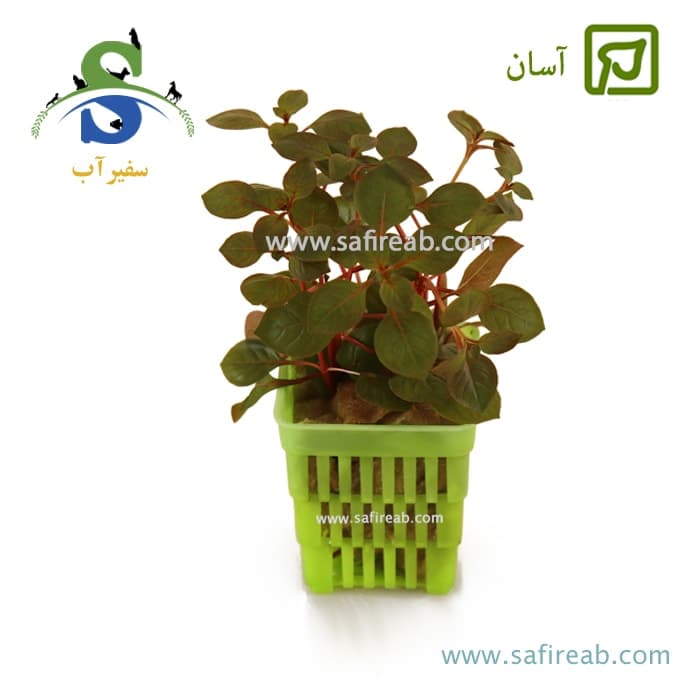 لودویجیا ریپنس روبین