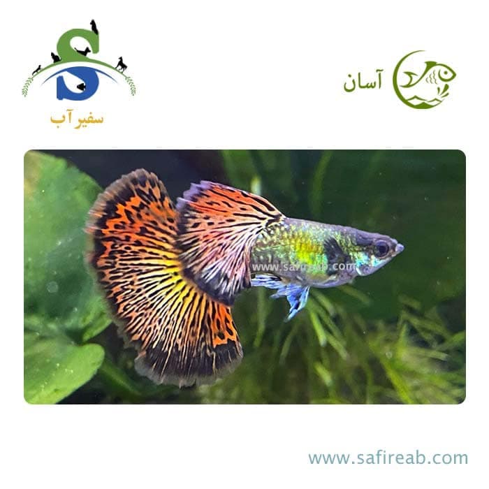 ماهی گوپی دراگون (پک چند عددی)