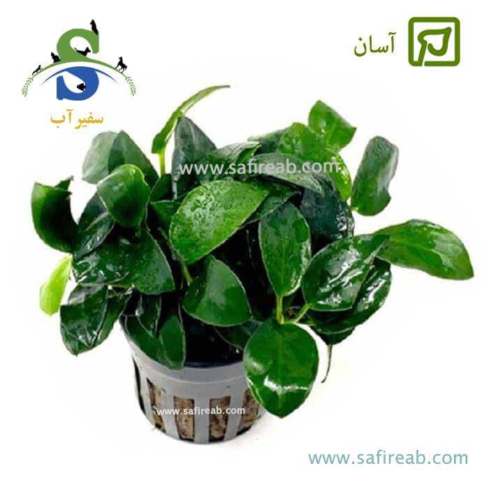 آنوبیاس بارتری دانمارک سایز بزرگ