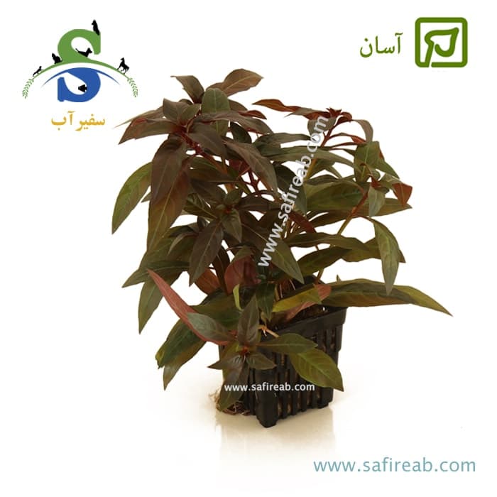 لودویجیا پرونسیس