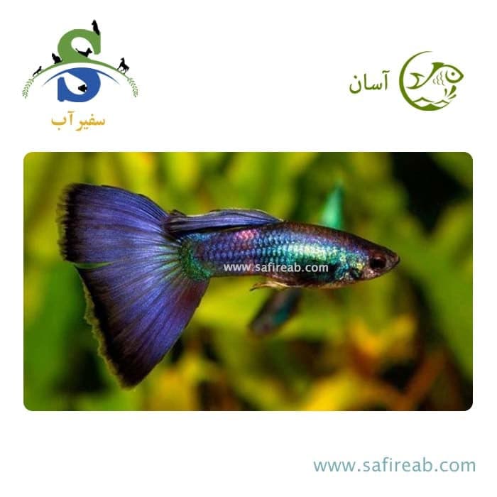 ماهی گوپی بلو مسکو (پک چند عددی)