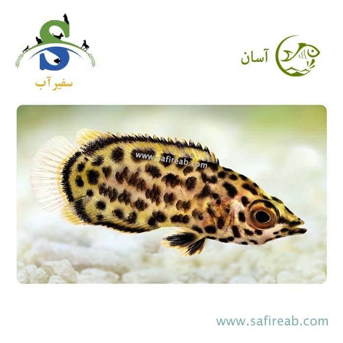 ماهی گورامی برگی (پک چند عددی)