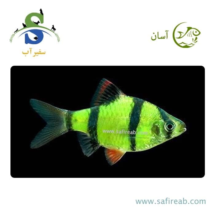 ماهی تایگر بارب فسفری (پک چند عددی)