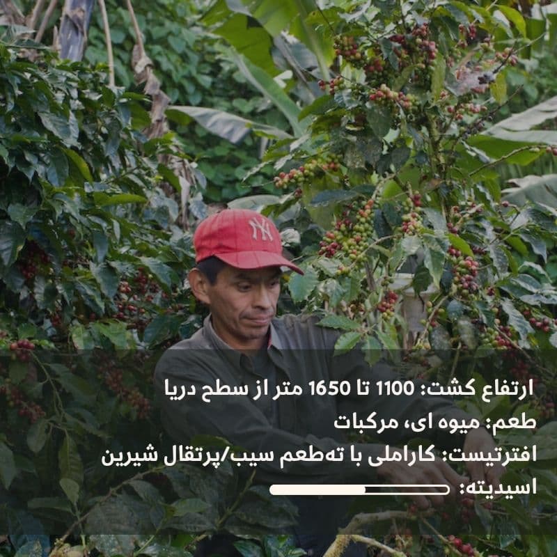 قهوه عربیکا نیکاراگوئه