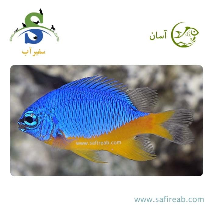 ماهی دامسل متالیک شکم زرد