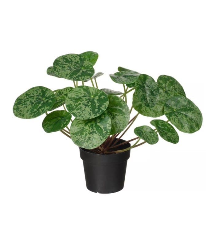 بوته گیاه پول چینی ایکیا مدل FEJKA