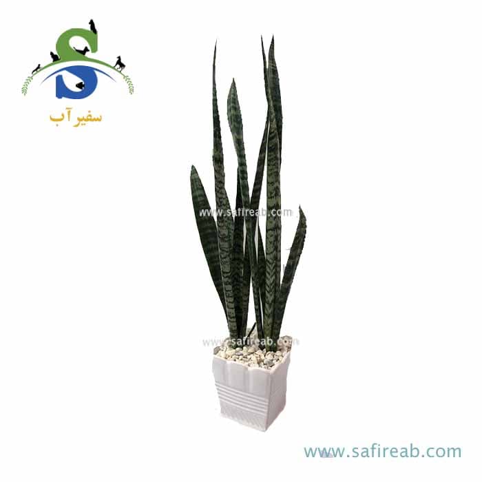 سانسوریا کد M0836