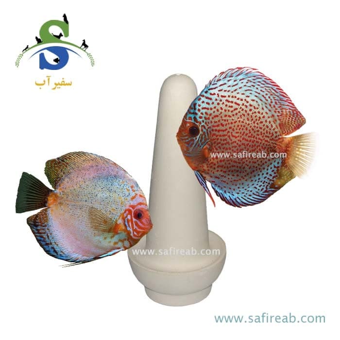 دیسکان یا مخروط تخم ریزی دیسکس و آنجل سفالی اکسیر