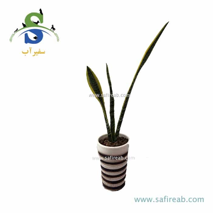 سانسوریا کد M0835