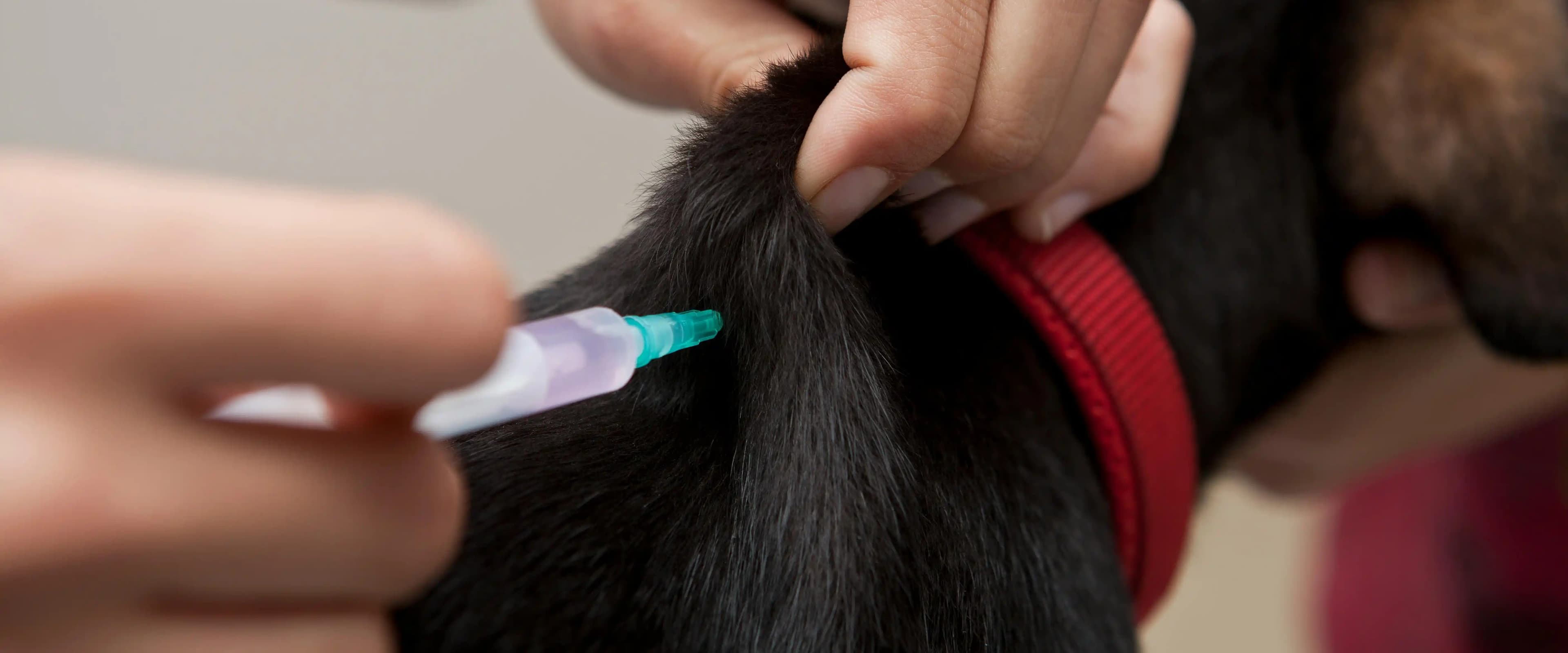 بنر فروشگاه کلینیک دامپزشکی دکتر رشیدی