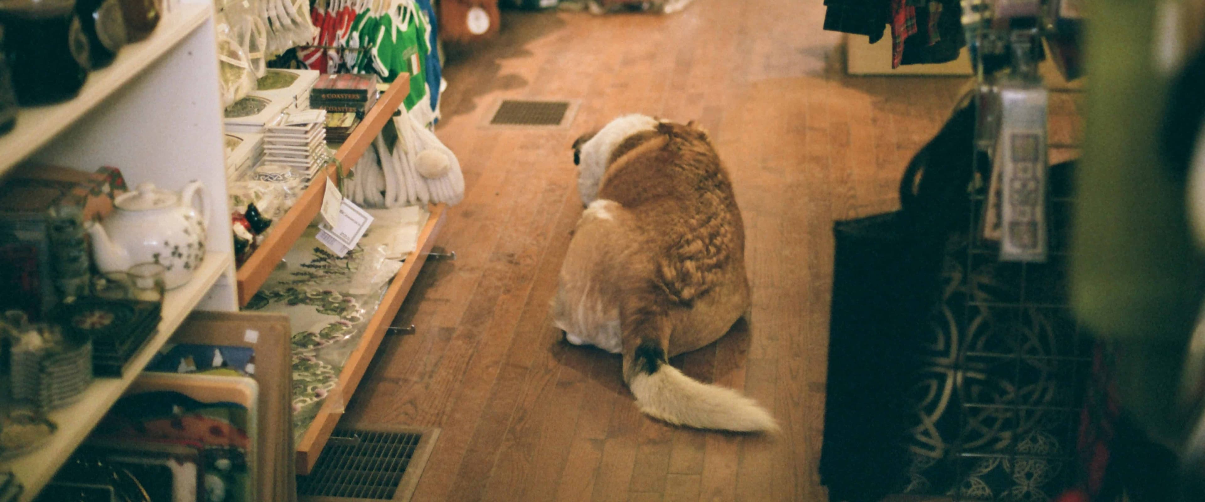 بنر فروشگاه پت شاپ پتی نو