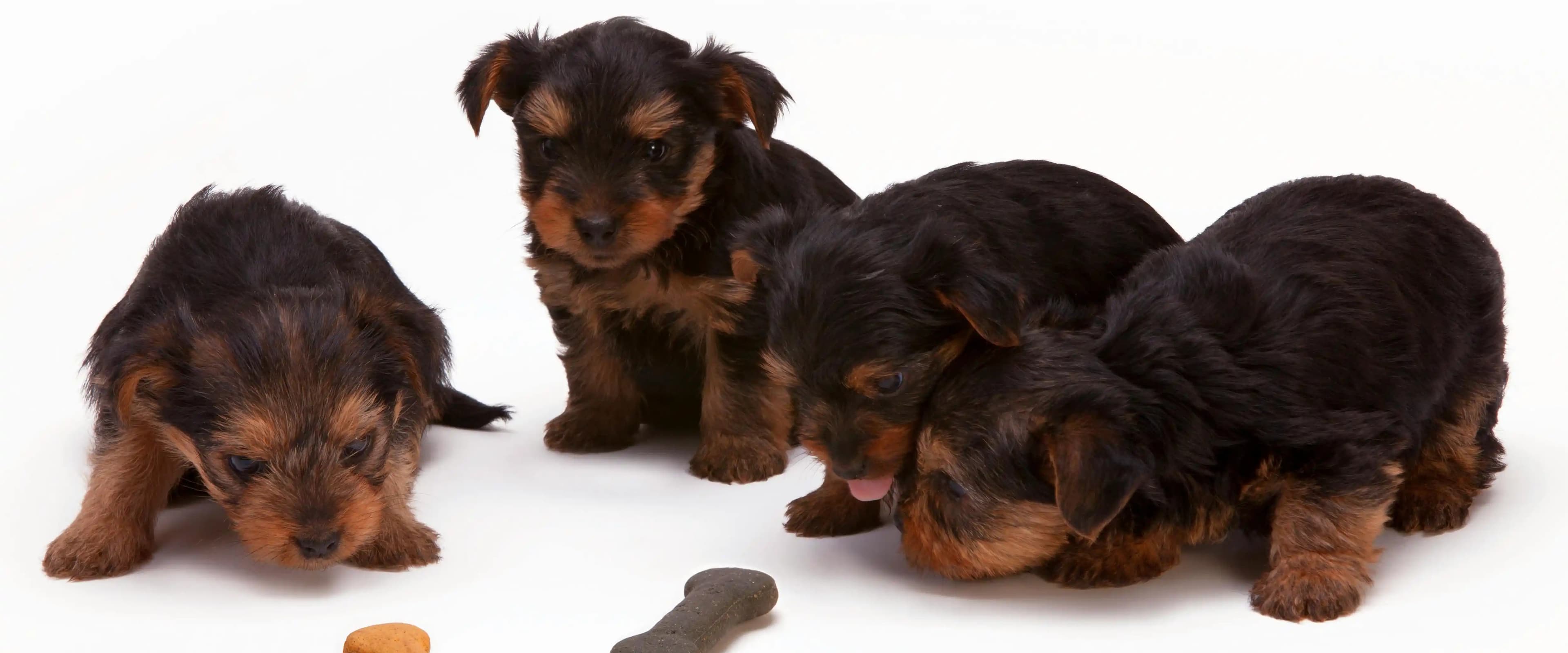 بنر فروشگاه پت شاپ صدف