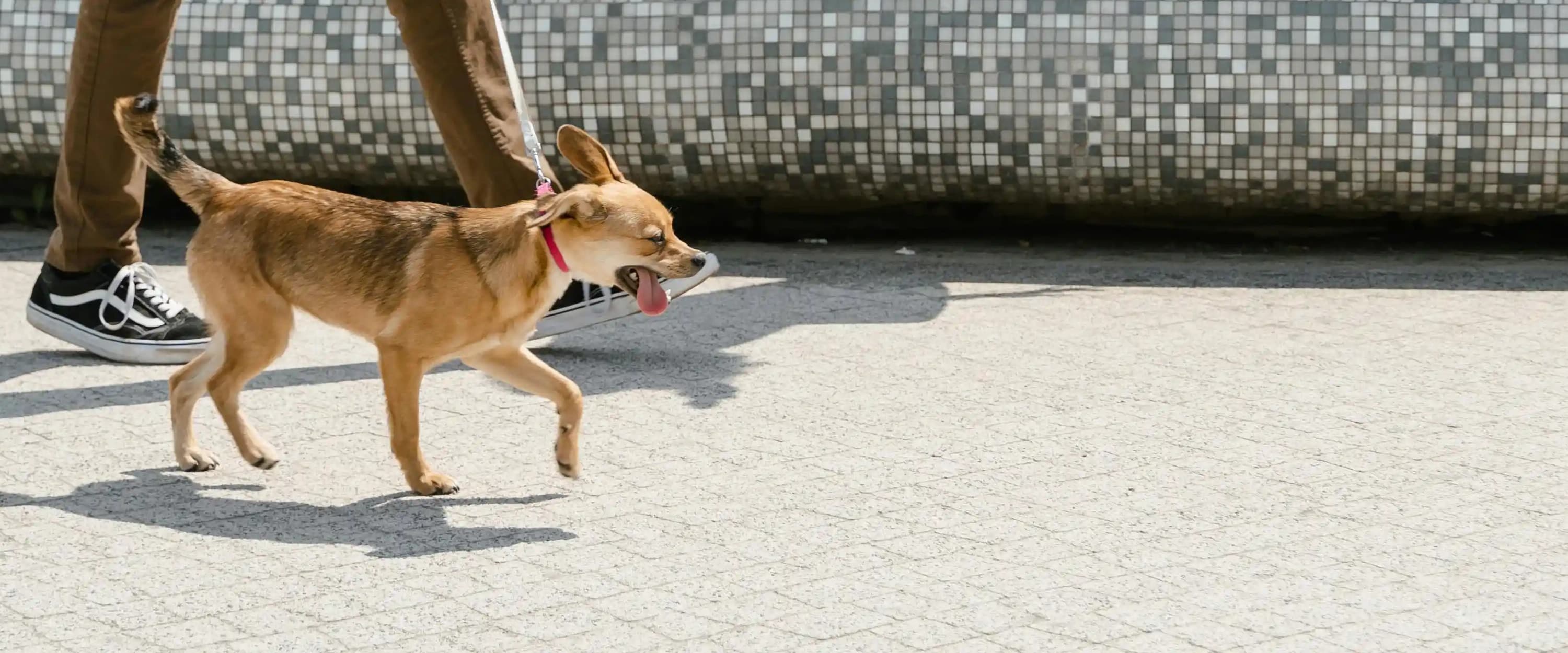 بنر فروشگاه پرنده فروشی سهره کابهزاد