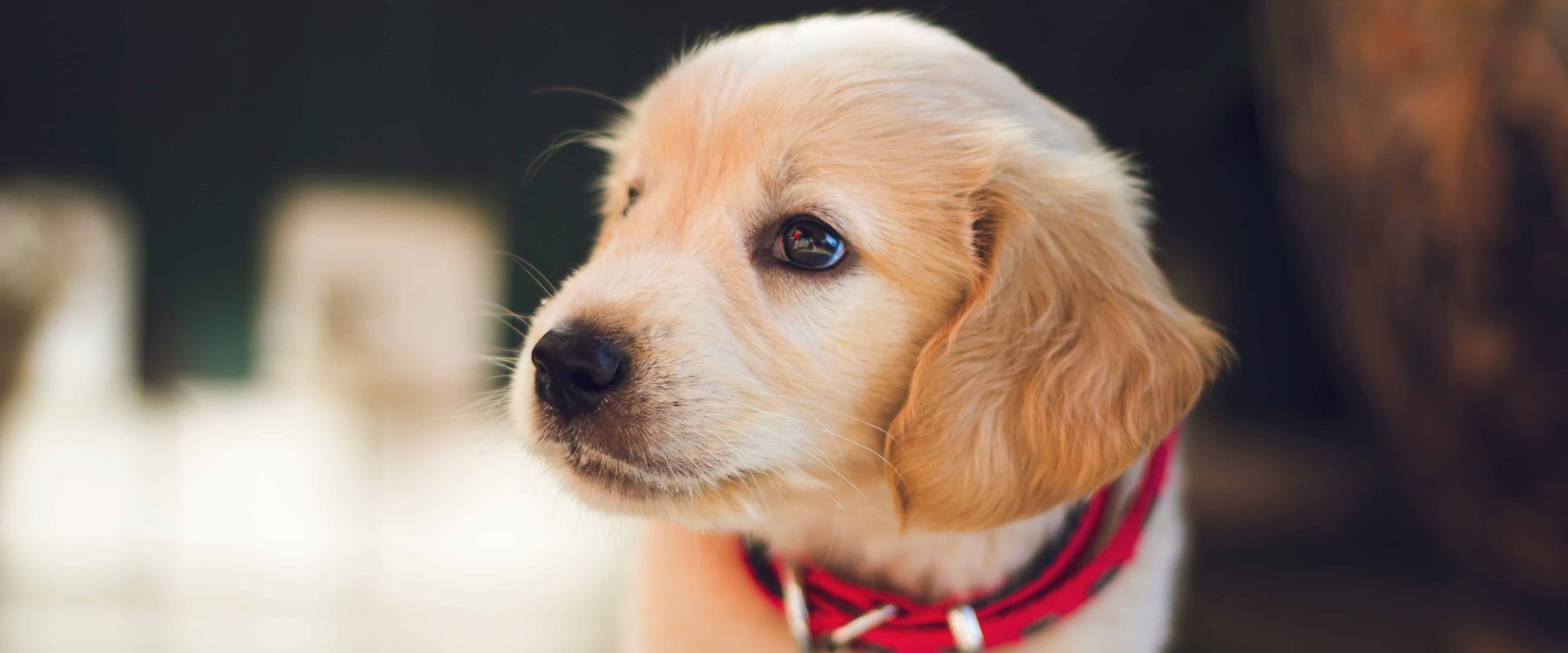 بنر فروشگاه کلینیک دامپزشکی کرمان