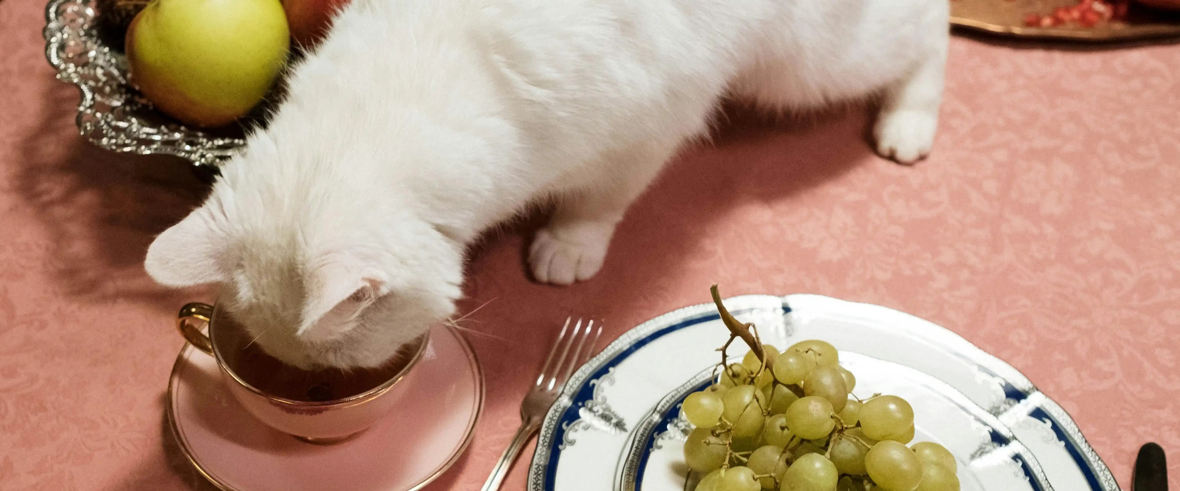 بنر فروشگاه کلینیک دامپزشکی سیمرغ