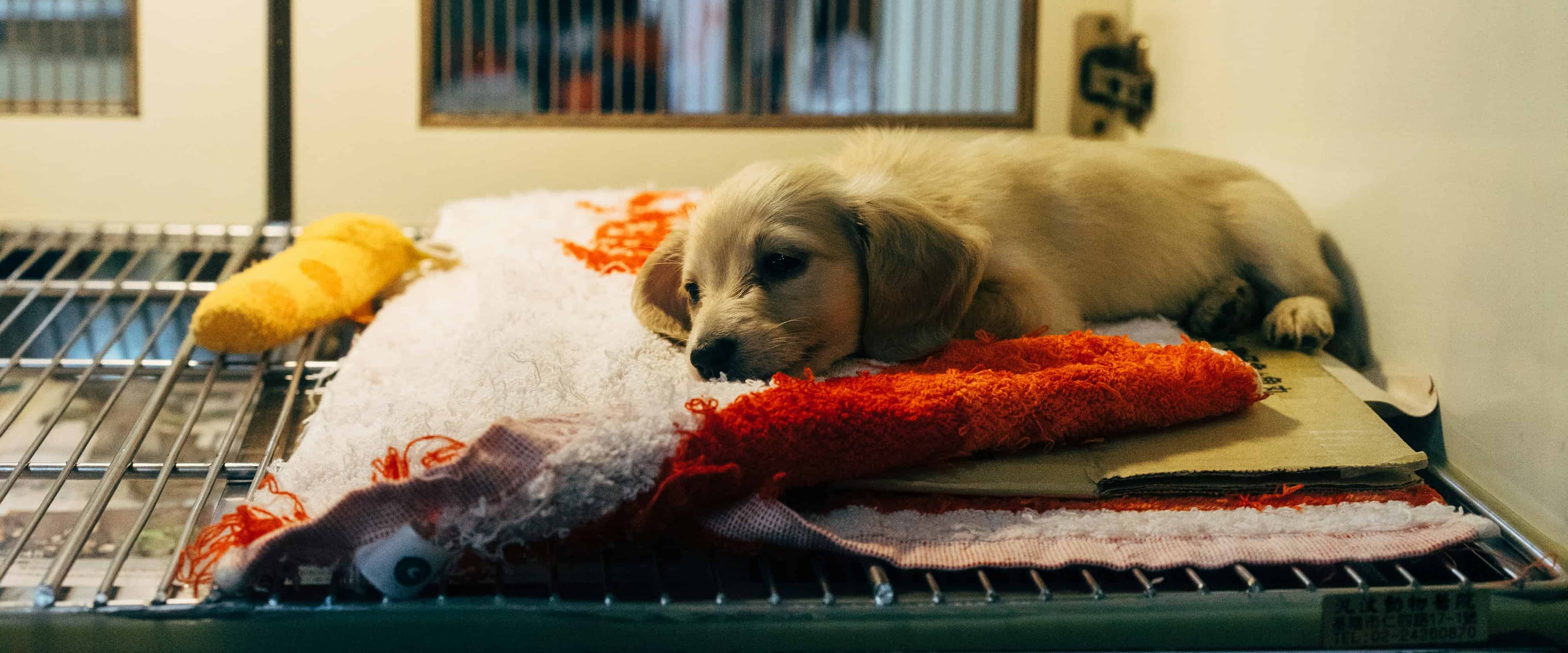 بنر فروشگاه پت شاپ گلد پت