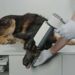 پت شاپ پالس سنندج