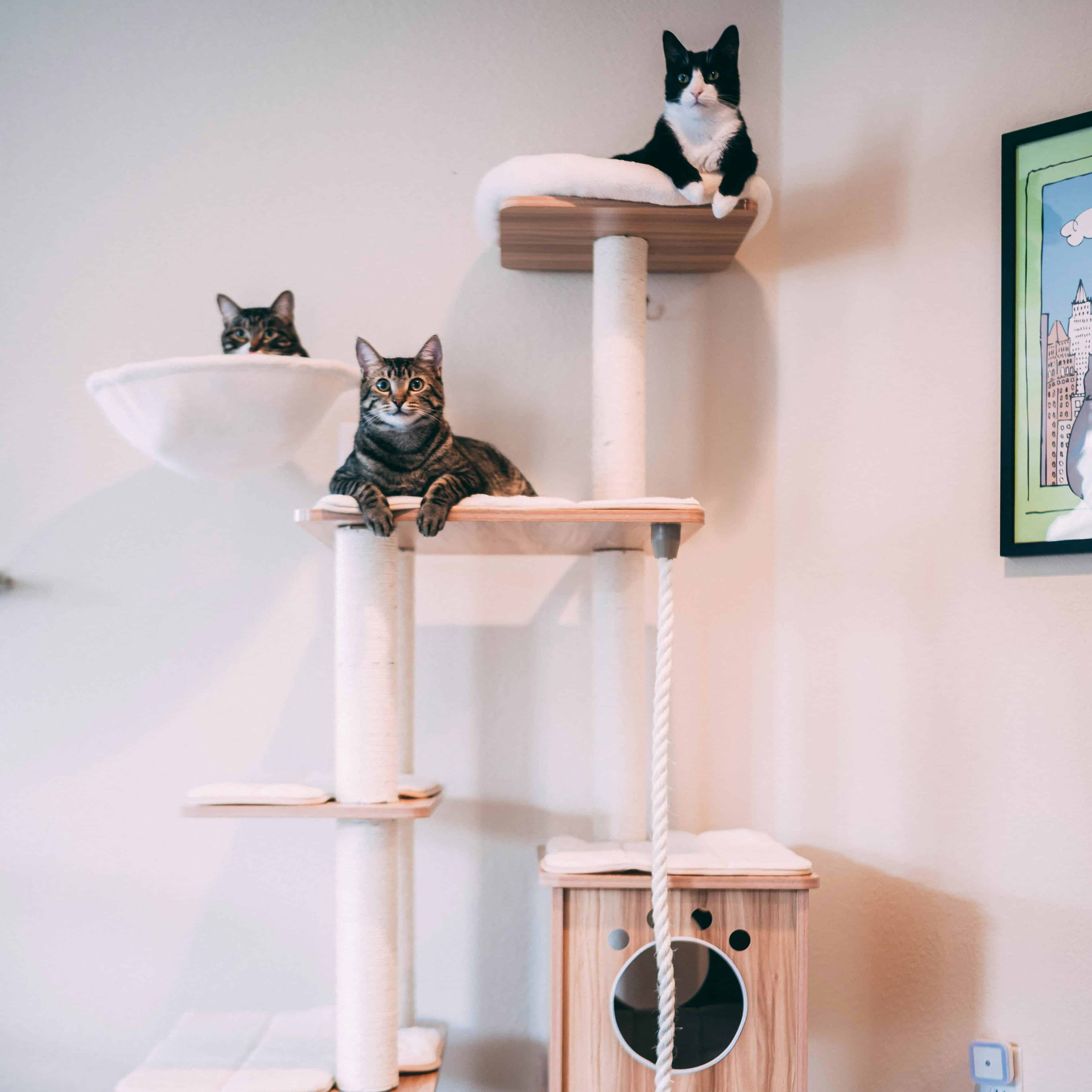 لوگوی فروشگاه داروخانه دامپزشکی مهر