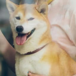 پرنده سرای سید