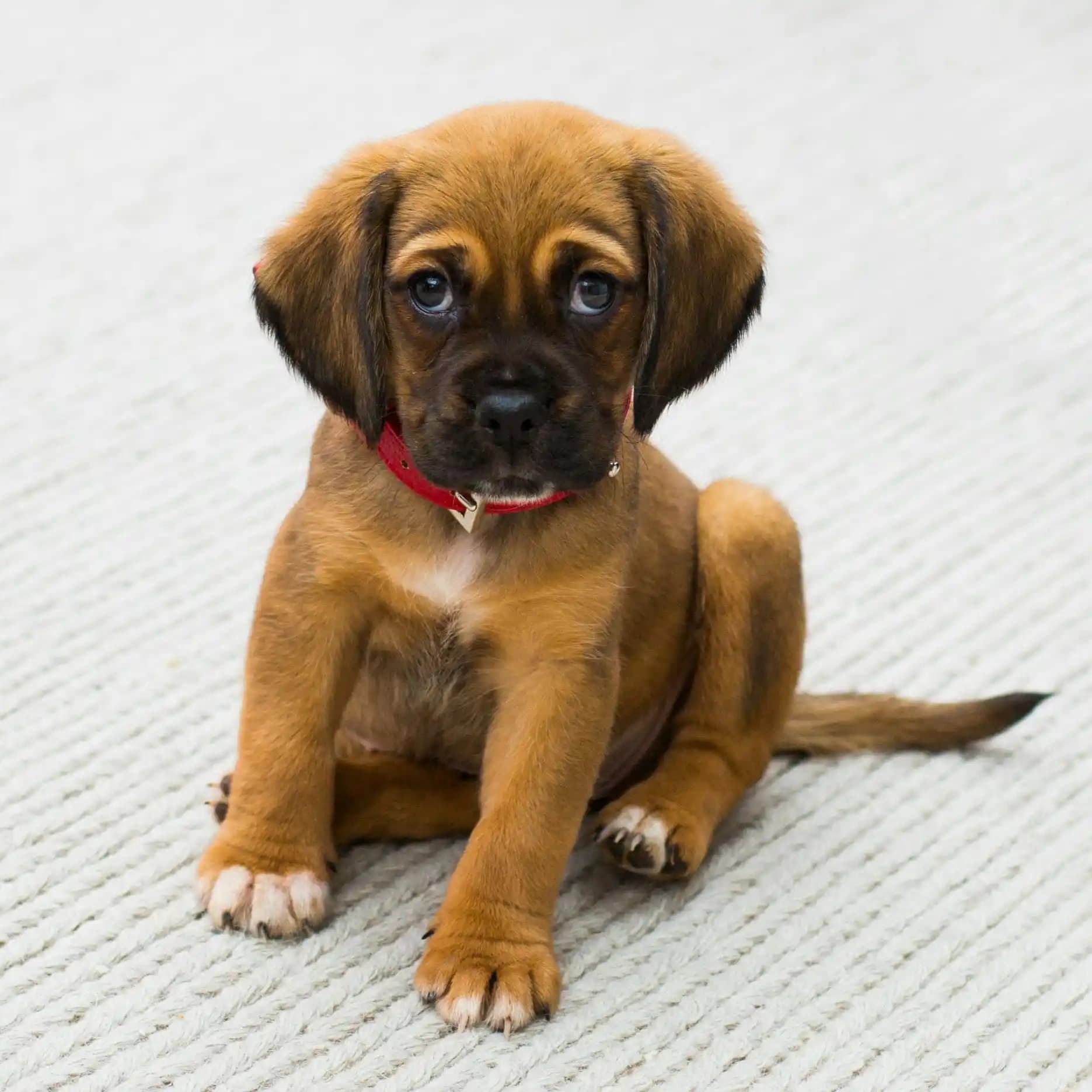 لوگوی فروشگاه پرنده فروشی سهره کابهزاد