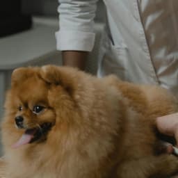 کلینیک حیوانات خانگی وفا