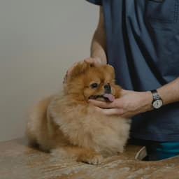 بیمارستان دامپزشکی شهریار