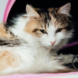 کلینیک طیور دکتر یعقوبی