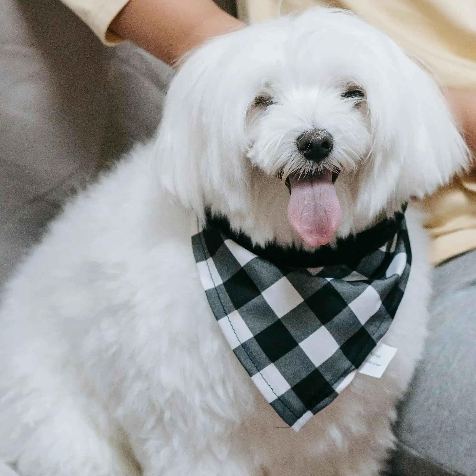 لوگوی فروشگاه پت شاپ گلد پت