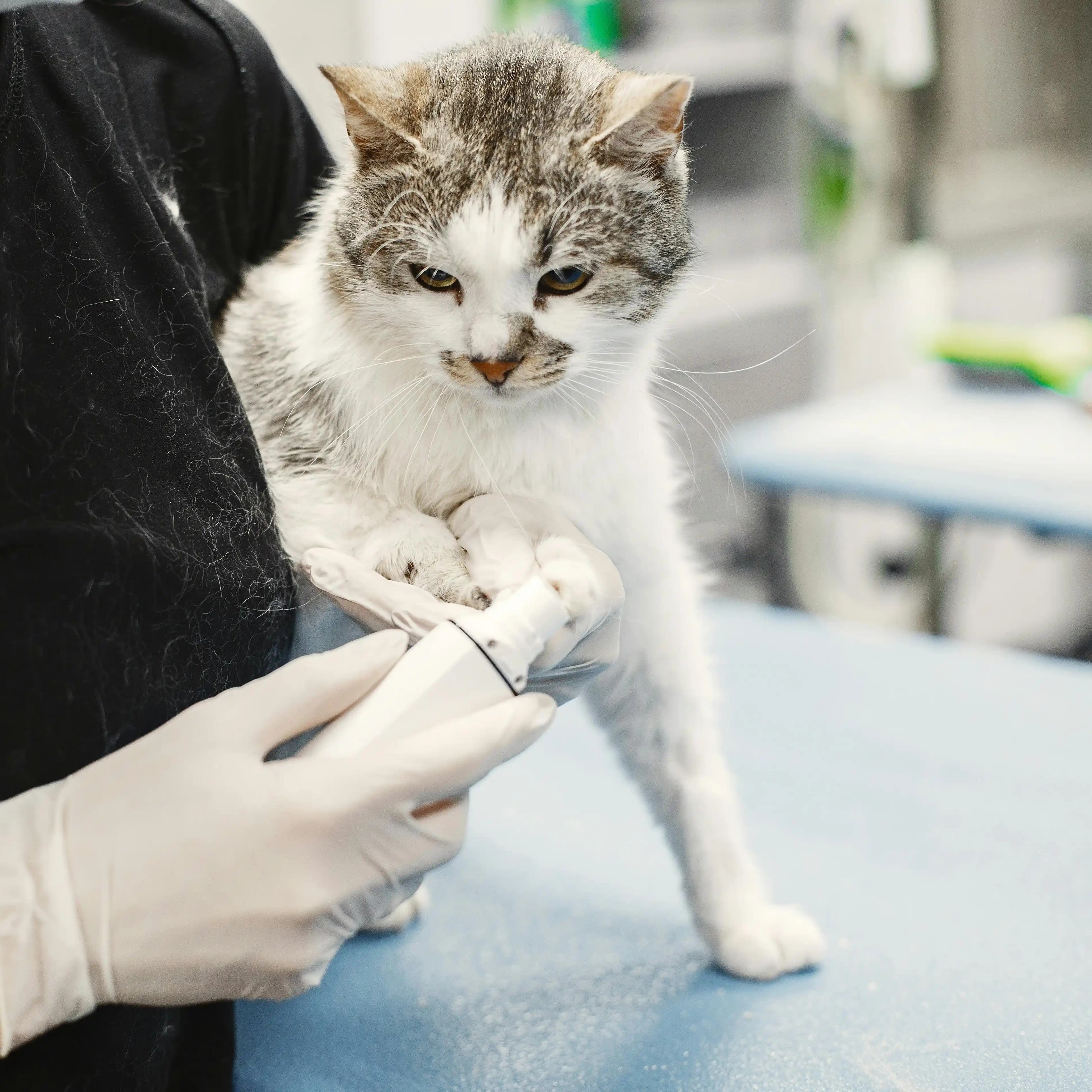 لوگوی فروشگاه کلینیک دامپزشکی شفا