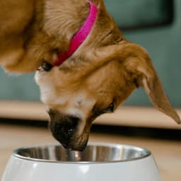 پت شاپ وستا کرمان